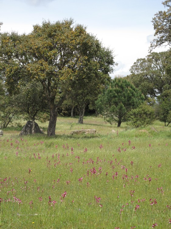Anacamptis papilionacea